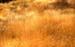 Alendouro_25