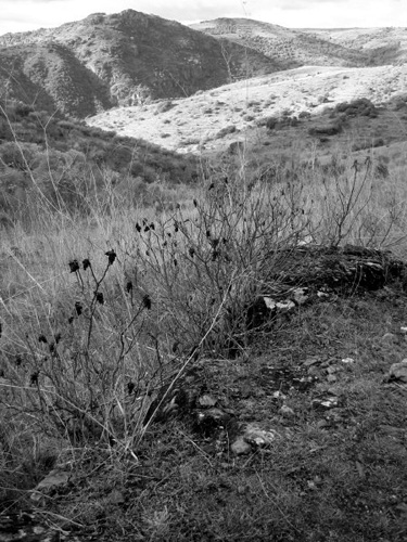 IMG_0136_BW