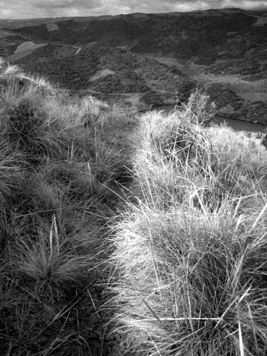 IMG_0193_BW_V1