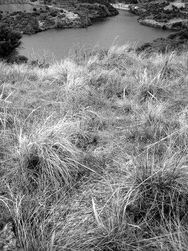 IMG_0203_BW