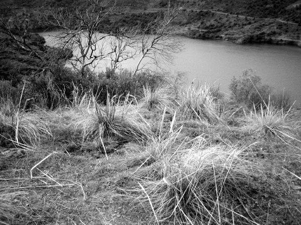 IMG_0206_BW
